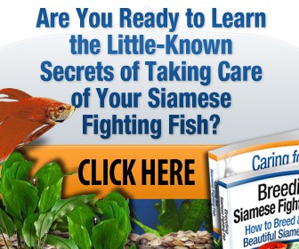 Betta Fish Care eBook
