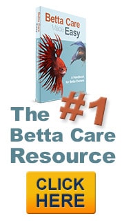 Betta Fish eBook Available