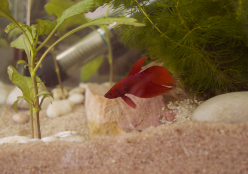 Epsom Salt Bath for Betta: How to Treat Your Fish with Salt