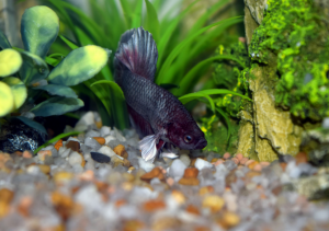 best freshwater gravel