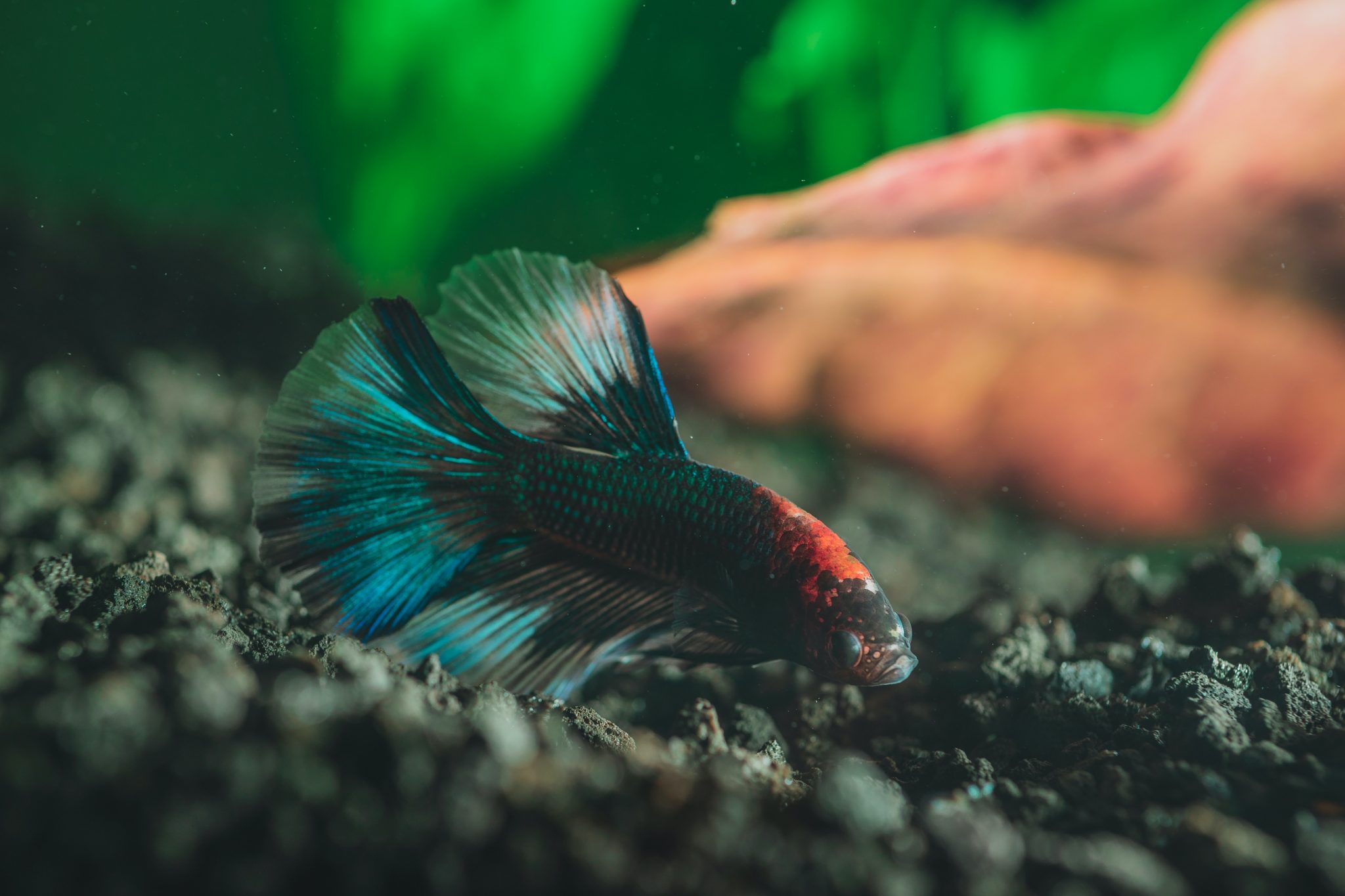 Gallery Detail: 3 Best Aquarium Heaters For Your Fish Tank 50W Options