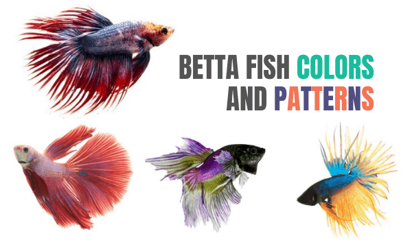 Every Betta Fish Color And Pattern That You Can Get