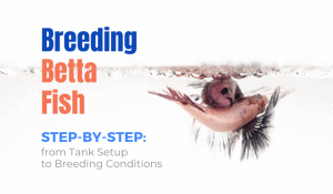 How To Breed Betta Fish at Home (Breeding & Mating 101)