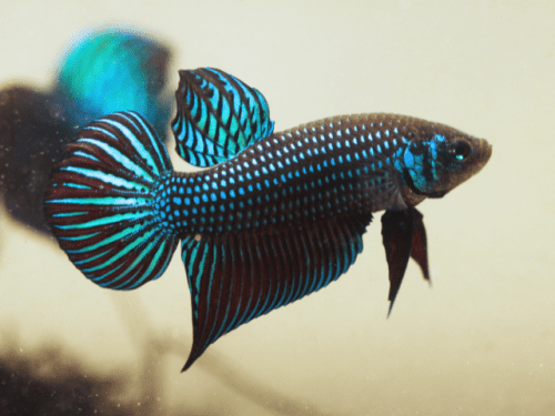 Where Do Betta Fish Live In The Wild?