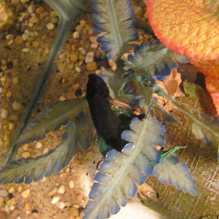 Betta Fish Spitting Out Food Tummy Problems Reveal & Cure
