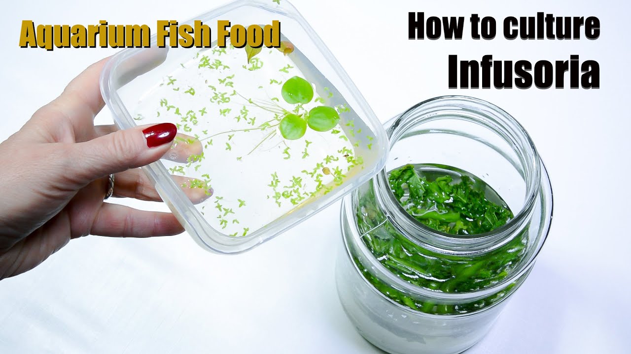 thumbnail image 2 of FRENZY Ultimate Live Food Mix - Infusoria, Daphnia, Moina, Blackworm For Shrimp & Fry 2 of 6