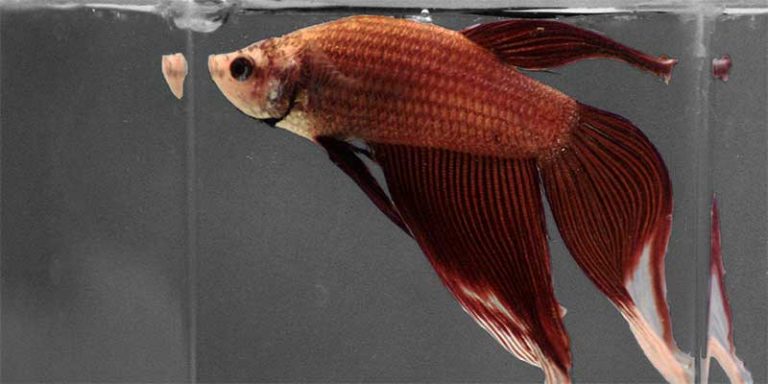 Betta Fish Spitting Out Food: Tummy Problems Reveal & Cure