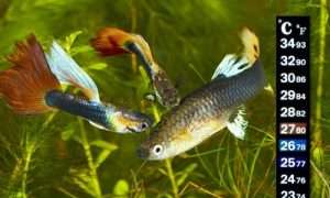 guppy-thermometer