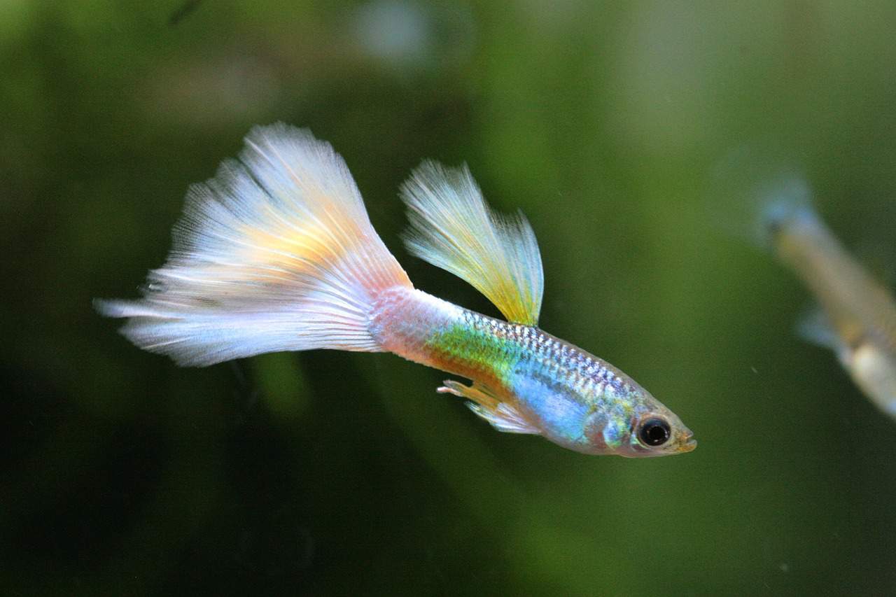 Guppy Fish Eggs Guppy Fish Eggs