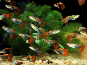 how long do guppies live