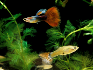 male vs female guppy