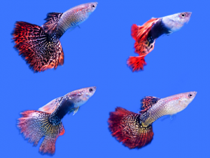 types of guppies