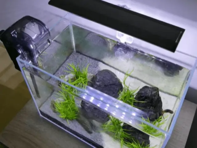 Betta Fish Photography: Equipment To Capture Best Moments