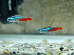 Photo inspiration: Gallery Detail: Neon Tetra Disease 6 Main Causes Of Your Pet S