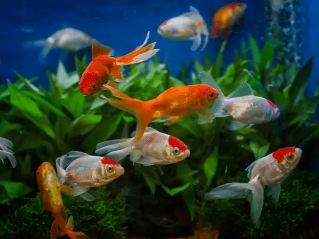 View of Best Beginner Fish by Tank Size - Aqueon