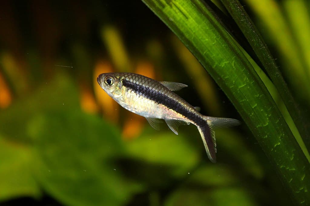 penguin tetra Thayeria boehlkei