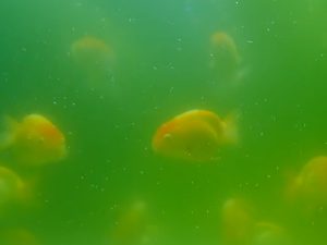 green water in fish tank