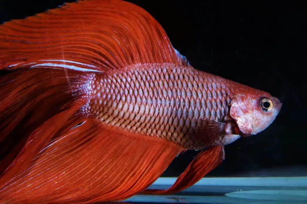 Ruzetta Fish Red Betta Fish Overview: Temperament, Tank Setup & Care