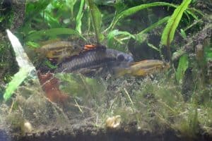 aquarium mulm