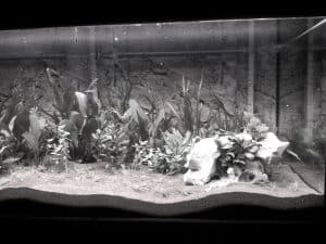 why are my aquarium plants dying