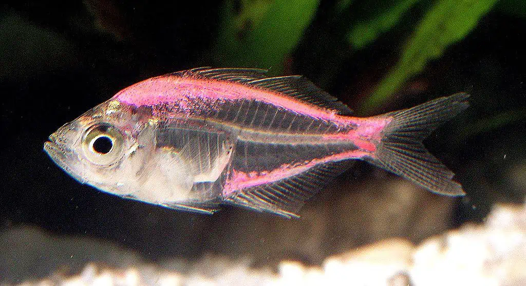 20 Brackish Water Fish Species for Aquariums